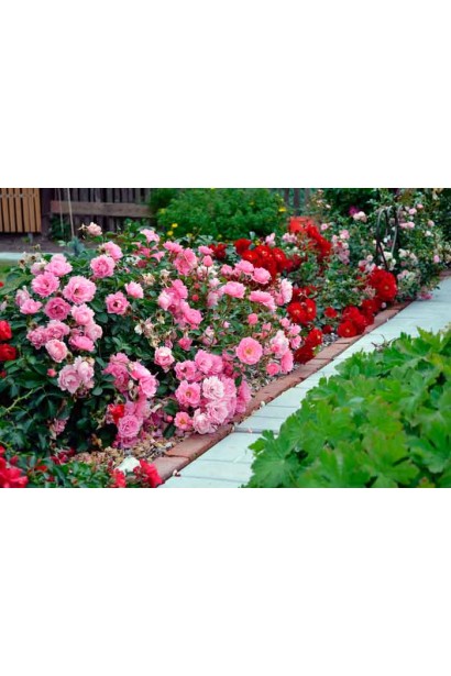 Роза Лавли Лидия – компактный спрей-куст